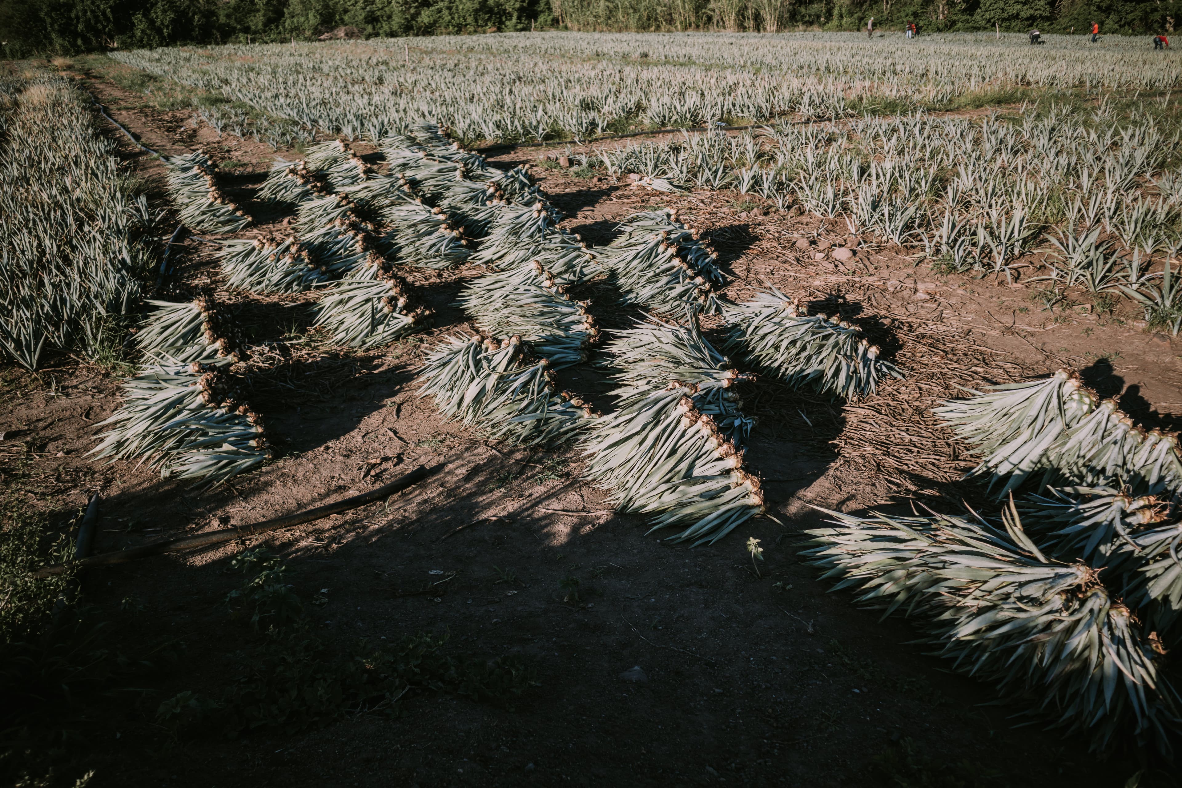 Si Señor Mezcal Story